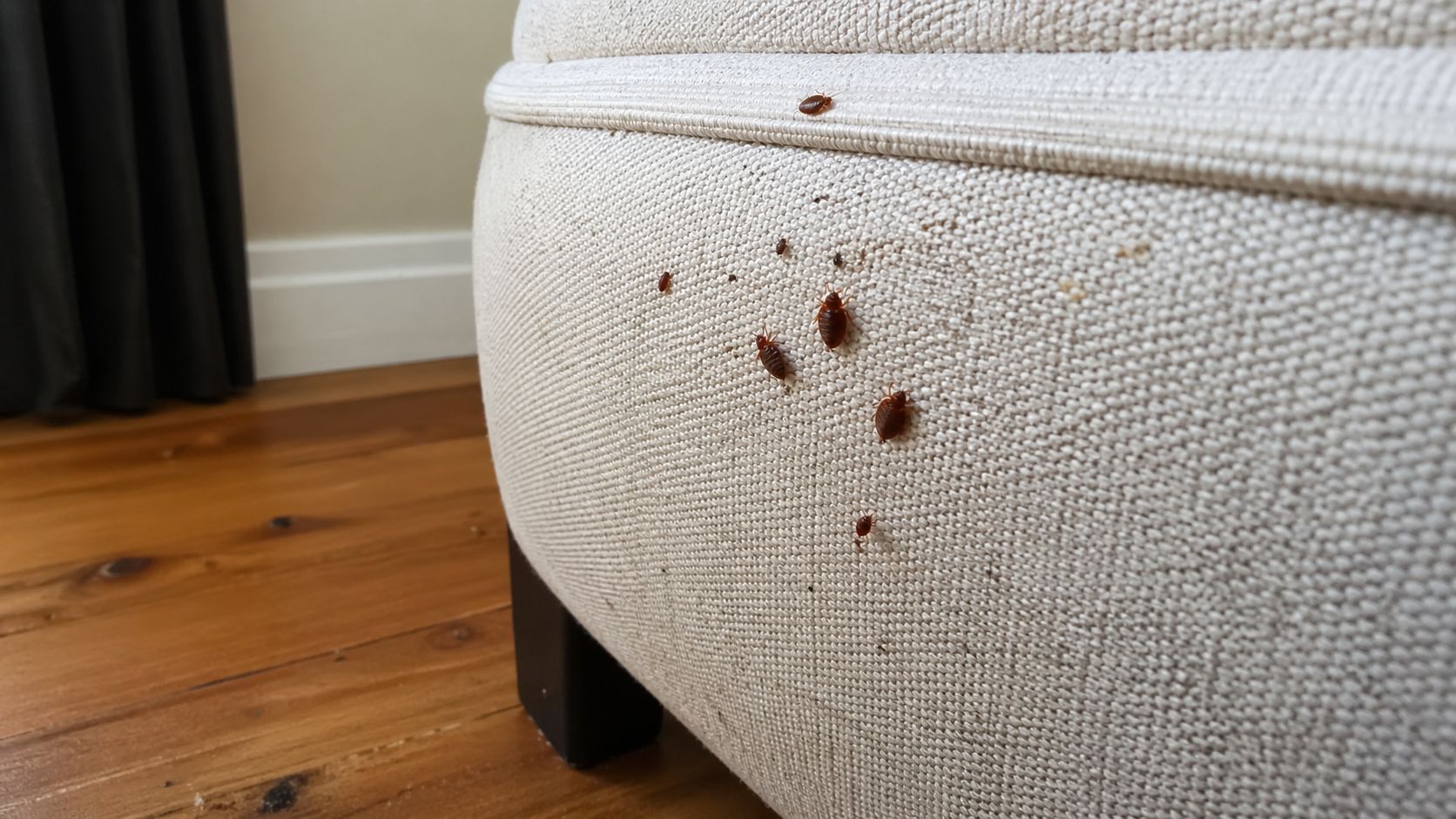 Kolik vás skutečně bude stát, když štěnice nevyřešíte včas